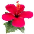 Hibiskus