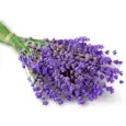 Lavendel