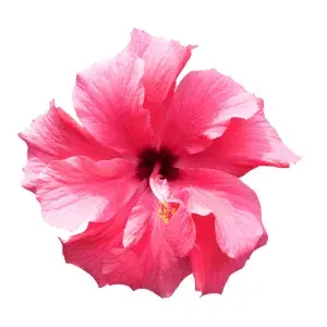 Hibiskus