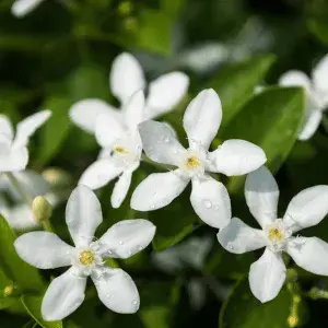 Jasmin