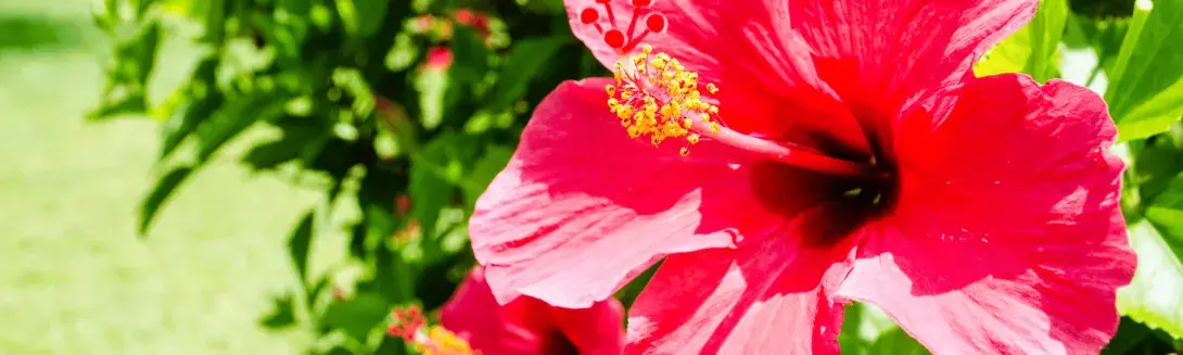 Hibiskus